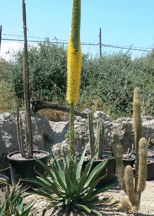 Agave vilmoriniana ©JLcoll.218